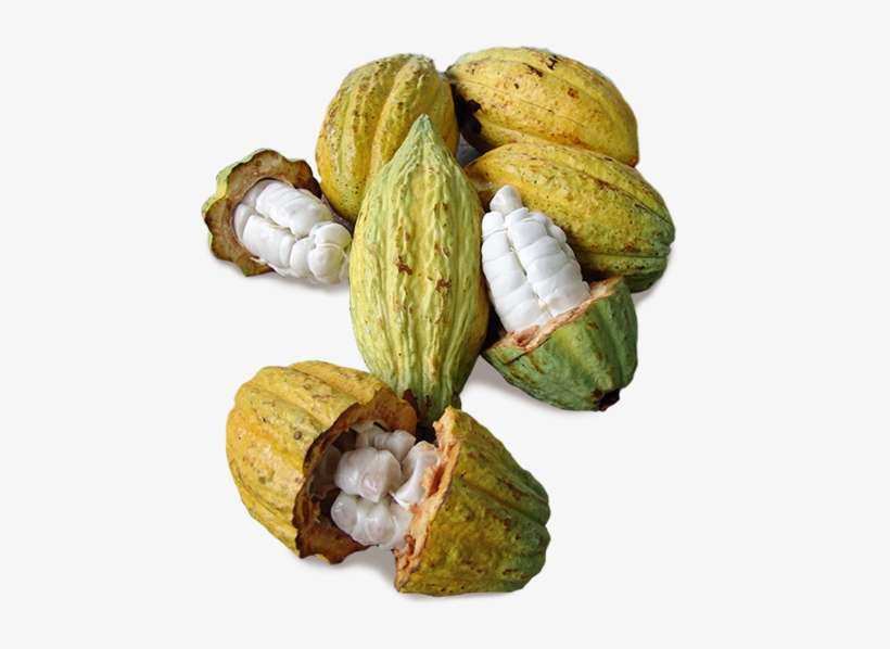 Theobroma Cacao Pod, transparent png #3323840