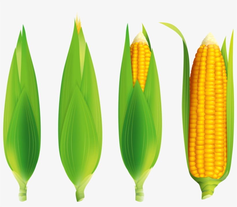 Play Foodvegetablesfree Vector - Maize, transparent png #3324275