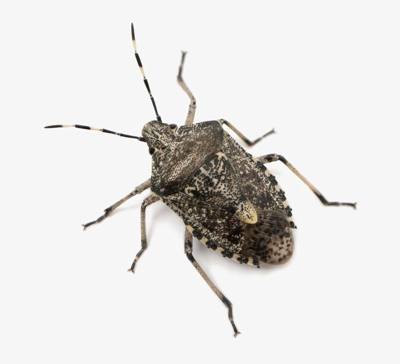 Stink Bug Png Download Image - Rhaphigaster Nebulosa, transparent png #3324791