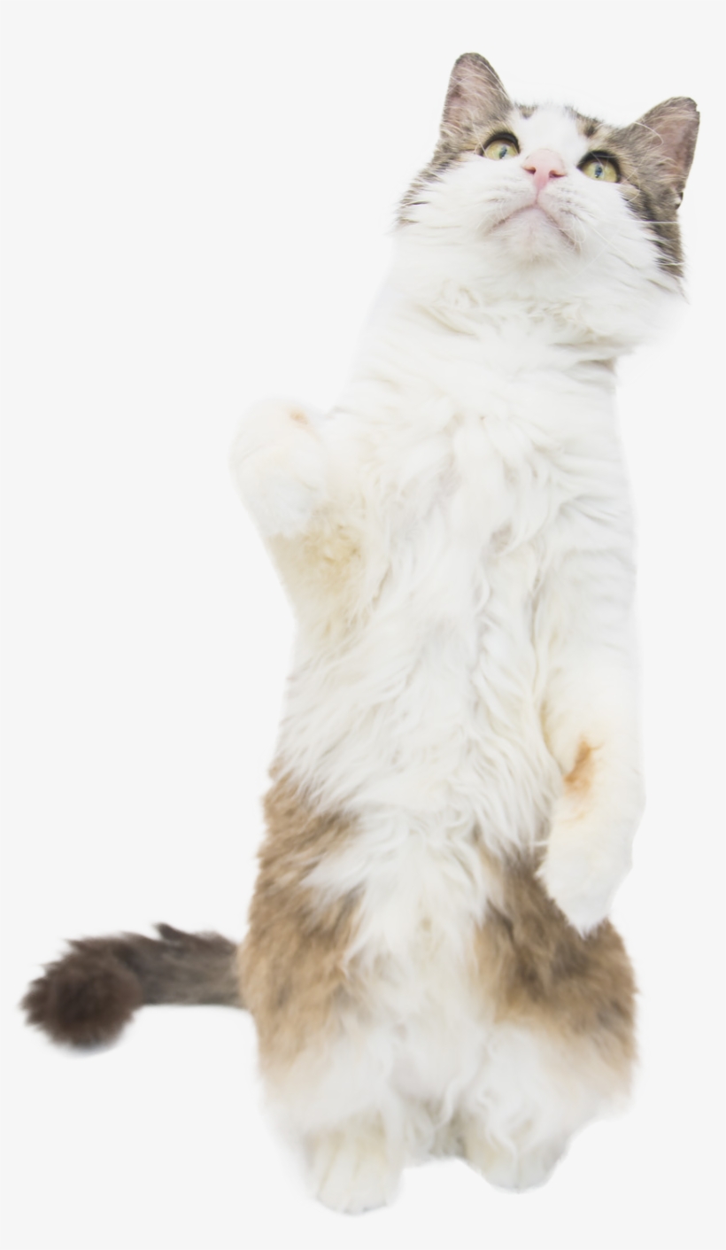 Cat Standing Cob Web - We Heart It, transparent png #3325082