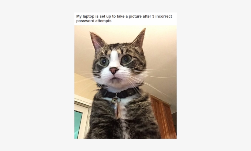 Hilarious Tumblr Posts That All Cat Owners Know To - Cat Breaking Into Computer, transparent png #3325279