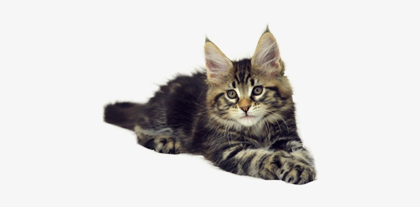 Transparent Cat Tumblr Download - Мейн Кун Черный Мрамор, transparent png #3325389