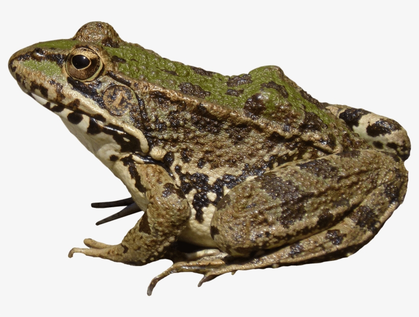 Free Png Frog Png Images Transparent - Лягушка Png, transparent png #3326692