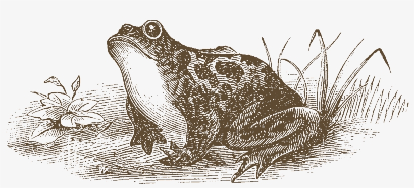 Click On Frog For Tip - Jahrgang Kröte Oder Frosch Canvas Tote--auswahl, transparent png #3326912