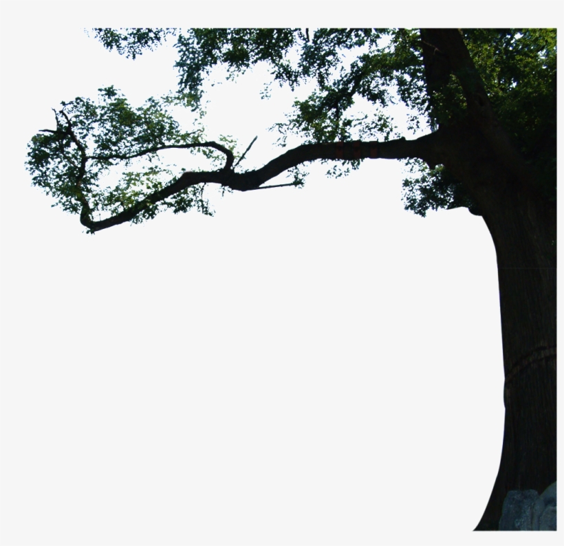 Beautiful High Definition Close Up Eucalyptus Png - 高层 立 面, transparent png #3326969