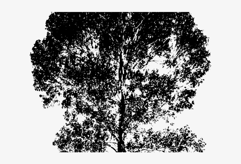 Eucalyptus Clipart Gum Tree - Gum Tree Silhouette, transparent png #3327351
