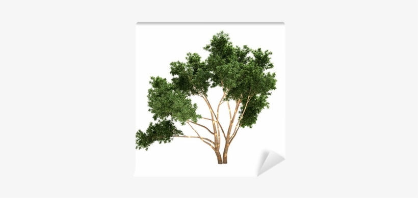 Gum Trees, transparent png #3327561