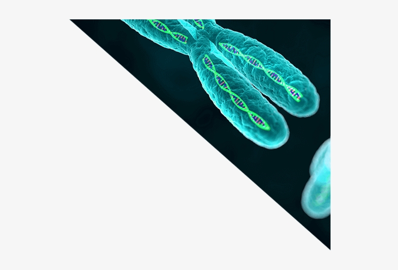 Momentum In Gene Therapy - Genetic Engineering: Concepts, Tools And Techniques, transparent png #3329207