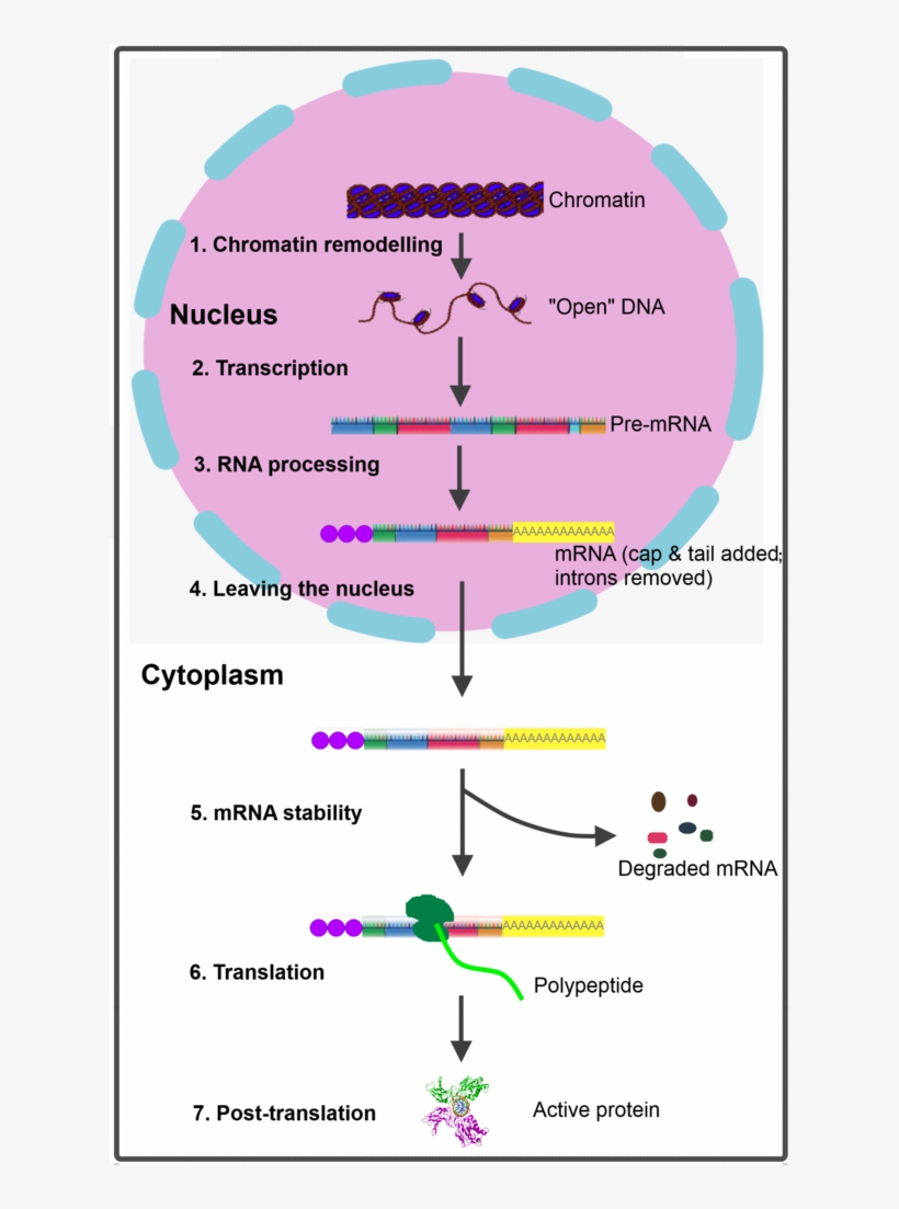 Gene Expression Eukaryote - Eukaryotic Gene Expression Process, transparent png #3329209