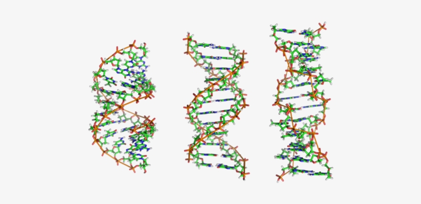 Now, An International Team Spearheaded By Researchers - Dna B Dna Z Dna, transparent png #3329366