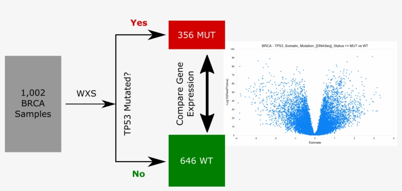 Brca Tp53 Comparison Schematic - Thumbnail, transparent png #3329612