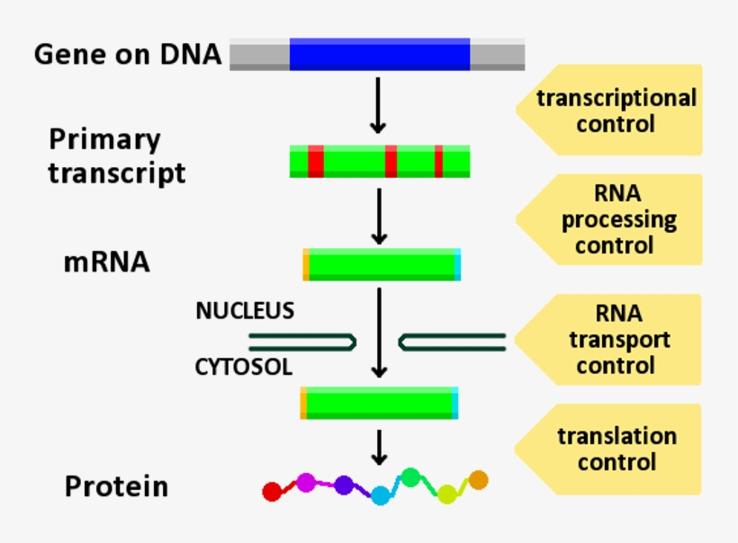 Gene Expression Control - Pathway For Gene Expression, transparent png #3329667