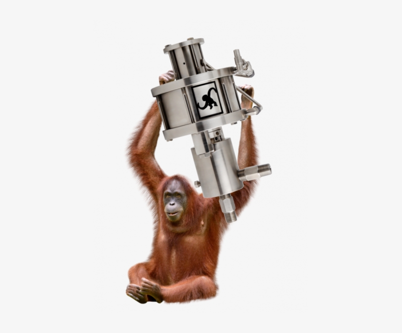 M50 Orangutan 439×600 - Orangutan On A White Background, transparent png #3329692