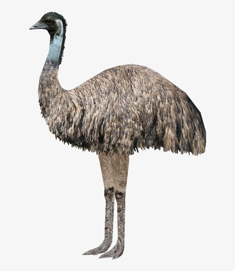 Emu Ludozoo - Emu Transparent Background, transparent png #3329693