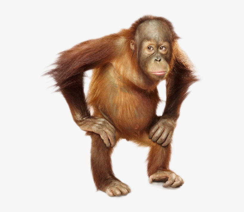 Orangutan Png, transparent png #3329719