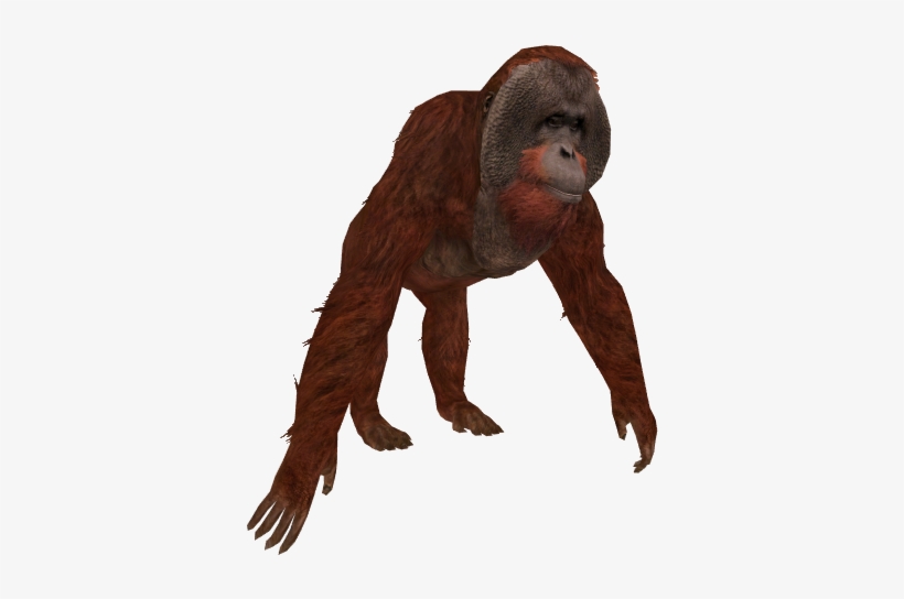Orangutan - Orangutan Zt2 Download Library, transparent png #3329748