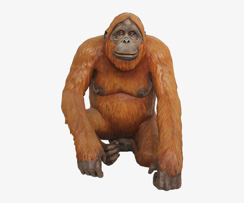 Orangutan Png, transparent png #3329769