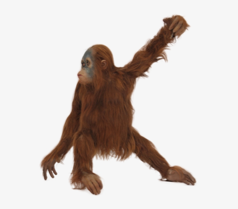Orangutan Png - Orangutan With No Background, transparent png #3329799