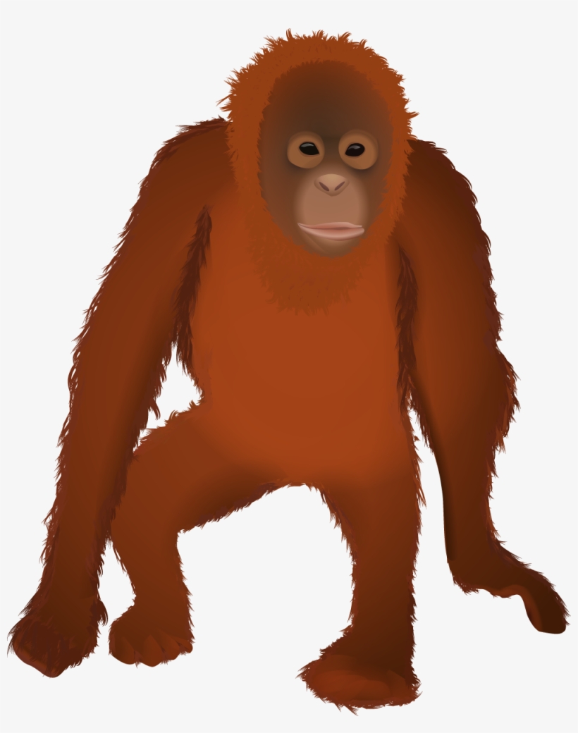 Osmawani Orangutan - Orangután Png, transparent png #3329822