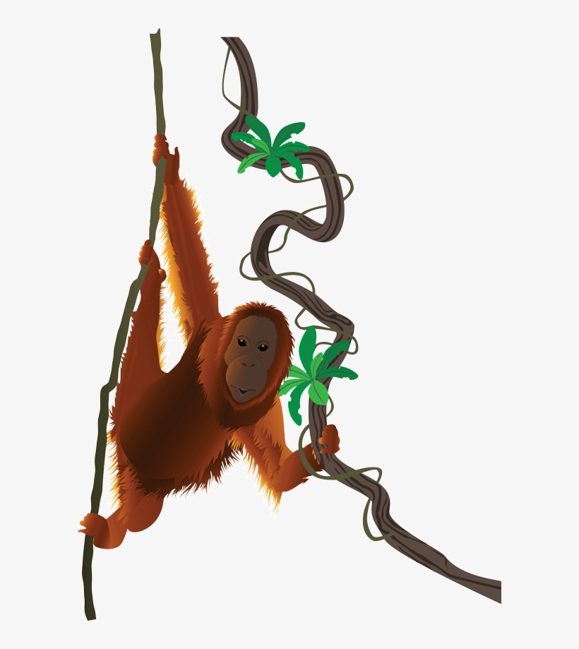 Orangutan Clip Art, transparent png #3329850