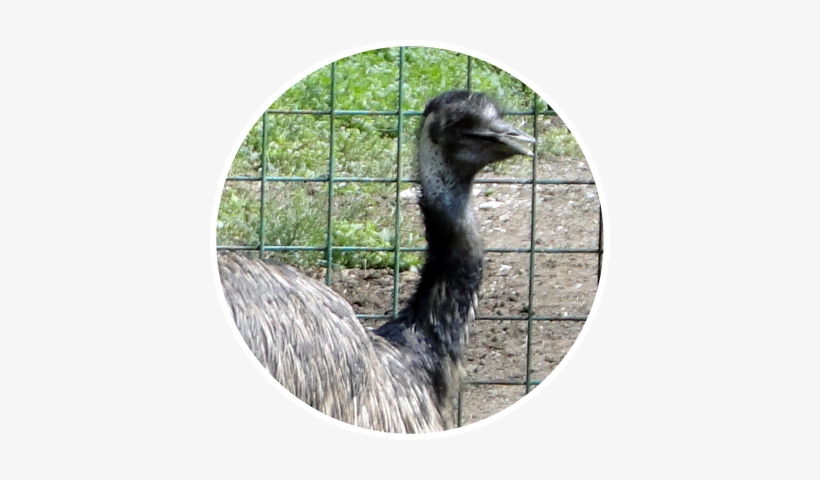 Emu, transparent png #3329901