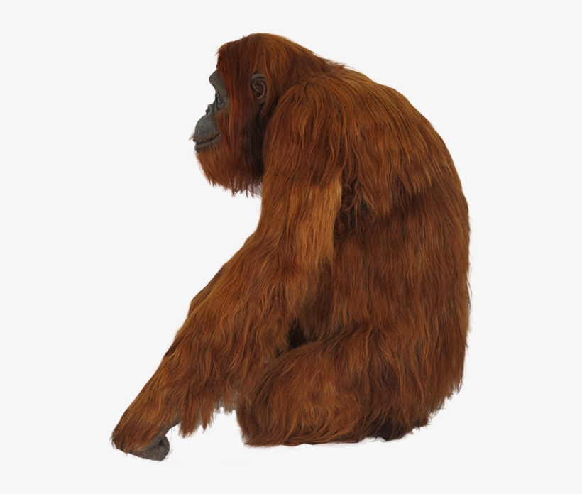 Orangutan Png - Orangután Png, transparent png #3329973