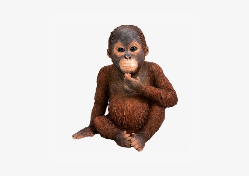 More Views - Vivid Arts Orangutan, transparent png #3329993