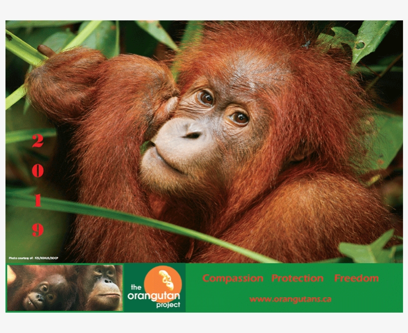 2019 Orangutan Calendar - Orangutan, transparent png #3330128