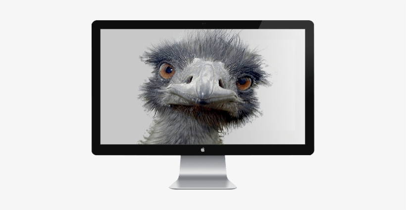 Emu Tv - Peek-a-boo Ostrich Postcards (package Of 8), transparent png #3330129