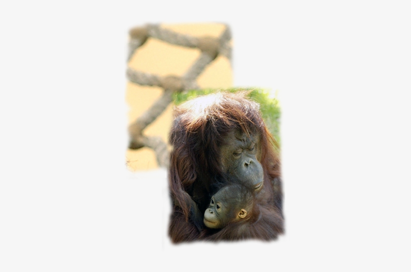 Orangutan, transparent png #3330149