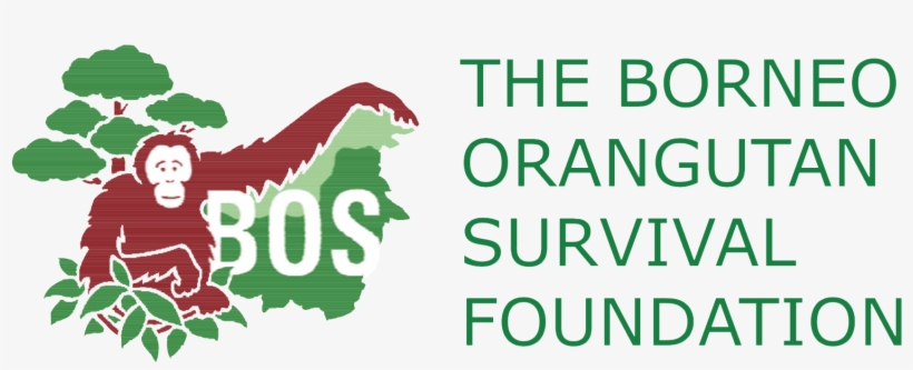 Borneo Orangutan Survival Foundation Presentation - Bos Orangutans, transparent png #3330154