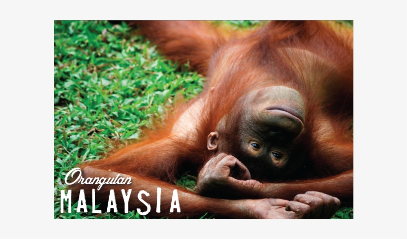 Orangutan, - Kuala Lumpur, transparent png #3330186