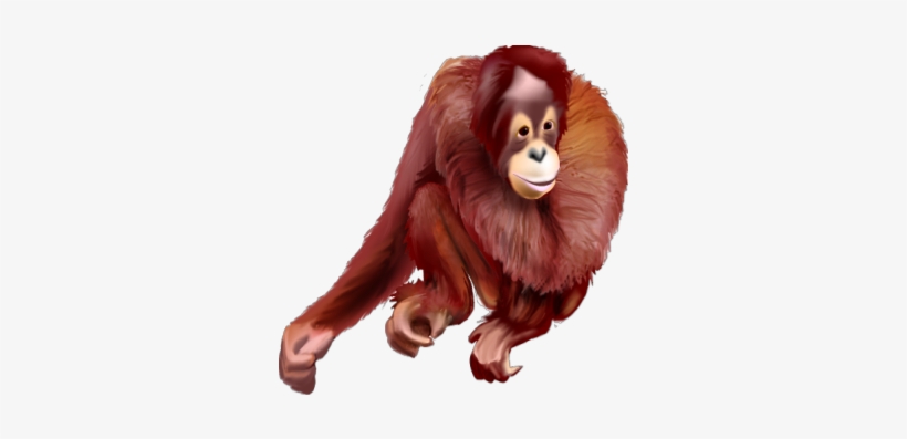 Orangutan - Juvenile - Orangutan, transparent png #3330491