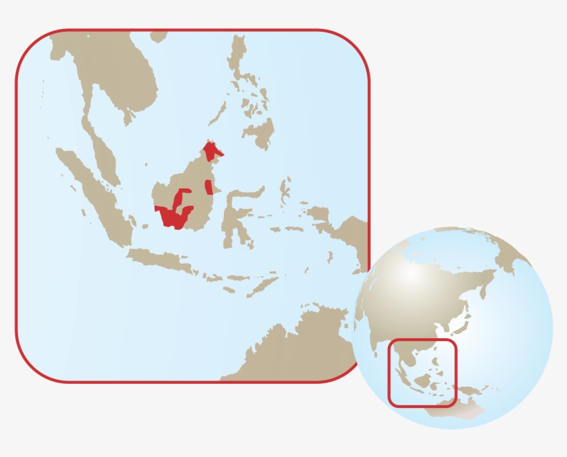Bornean Orangutan - South East Asia Tourism, transparent png #3330699