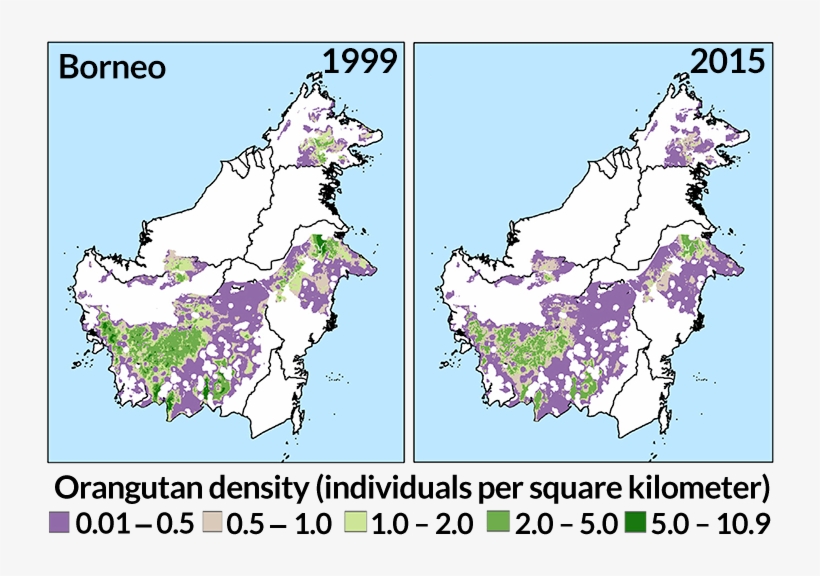 Citations - Orangutan, transparent png #3330811