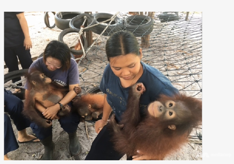 Indonesia's Orangutans Threatened By Expansion Of Palm - Orangutan, transparent png #3331068