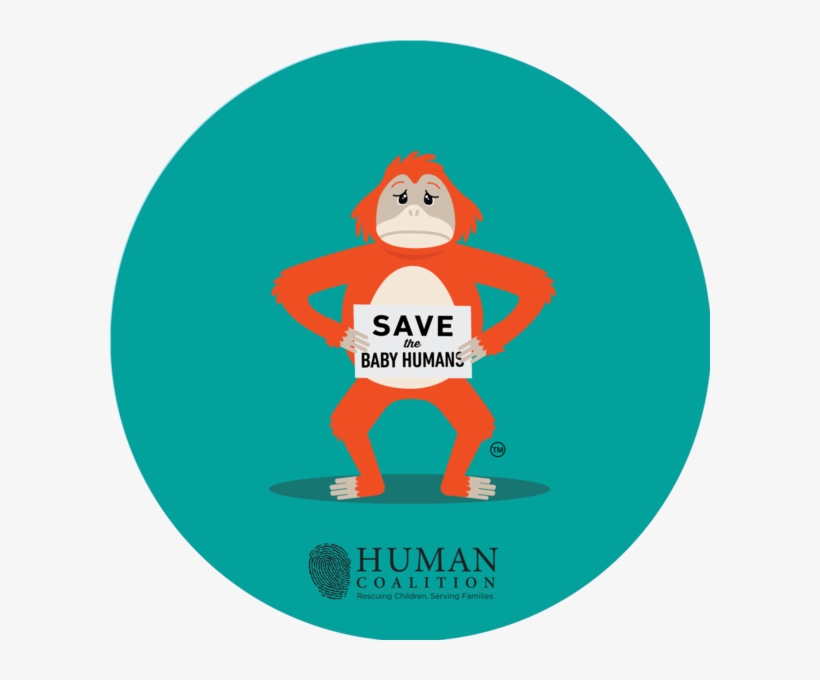 Orangutan Sticker - Orangutan, transparent png #3331187