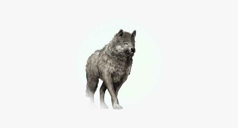 Icon - Серый Волк, transparent png #3333093