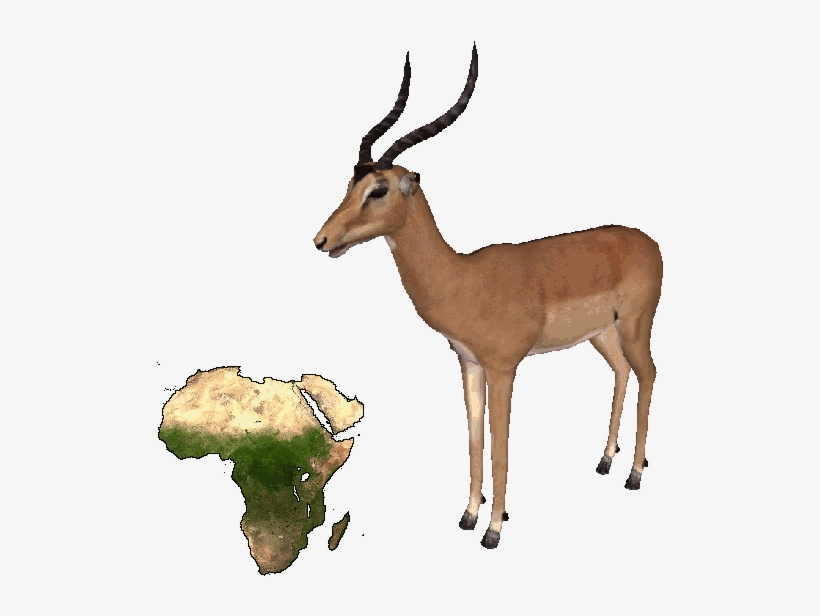 Impala - Religion Is A Coping Mechanism, transparent png #3338135