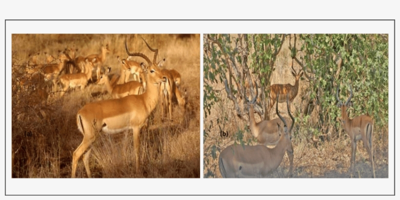 The Two Impala Social Groups Studied In Mukuvisi Woodlands - Öküz Başlı Antilop, transparent png #3339137