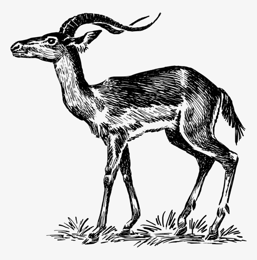 Chevrolet Impala Gazelle Antelope - Impala Black And White Vector, transparent png #3339249