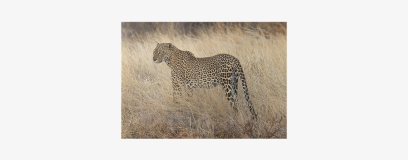 Wild Leopard Standing In Yellow Grass Poster • Pixers® - Yellow, transparent png #3344021