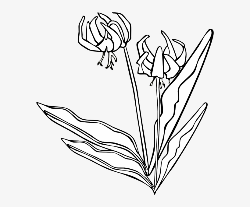 Download Original Png Clip Art File Wild Flower Svg Images Downloading Free Transparent Png Download Pngkey