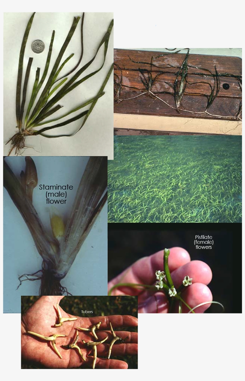 Click Here For More Images - Wild Celery Identification, transparent png #3344199