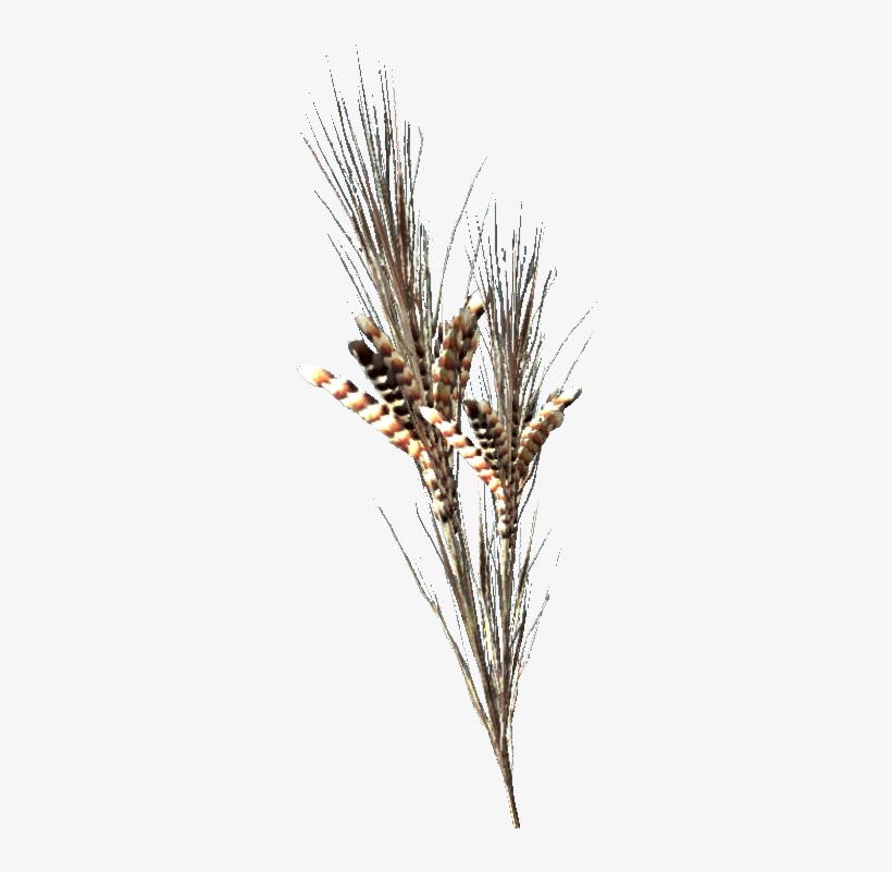 Wild Razorgrain - Fallout, transparent png #3344453