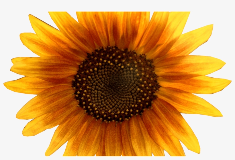 Images Download Free Sunflower - Orange Sunflower Transparent Background, transparent png #3345380