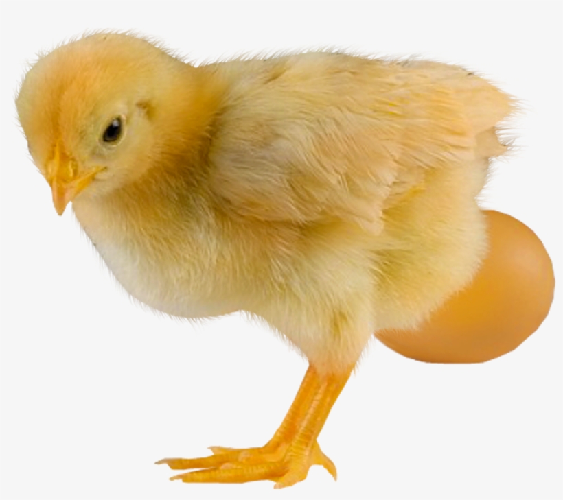 Chicken, transparent png #3345684
