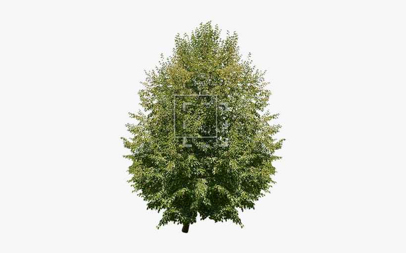 Juglans Regia Tree - Hageland Juletre, transparent png #3348218