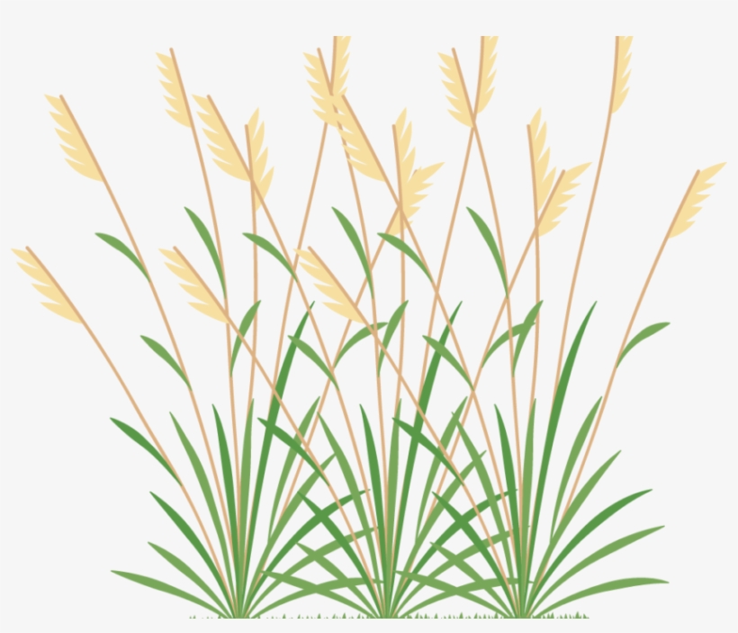Icon 2 Weeds - Grasses And Weeds Clipart, transparent png #3351717