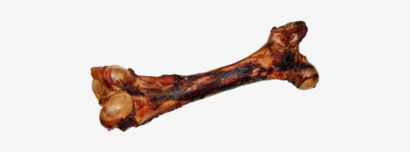 Cured Dino Bone - Dino Bone, transparent png #3365115